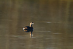 Pied-Billed Grebe